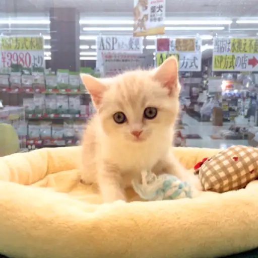 ブリティッシュショートヘア