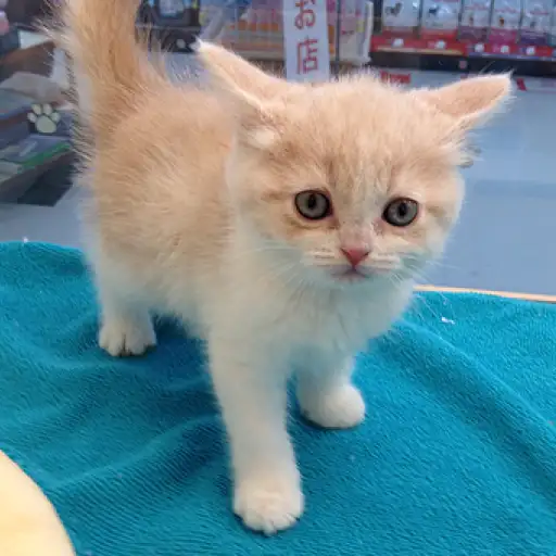 ブリティッシュショートヘア