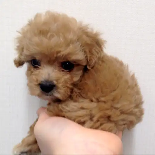 トイ・プードル