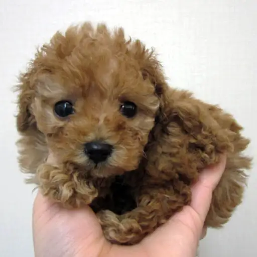 トイ・プードル