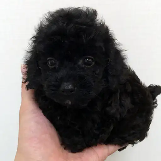 トイ・プードル