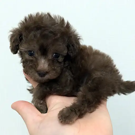 トイ・プードル