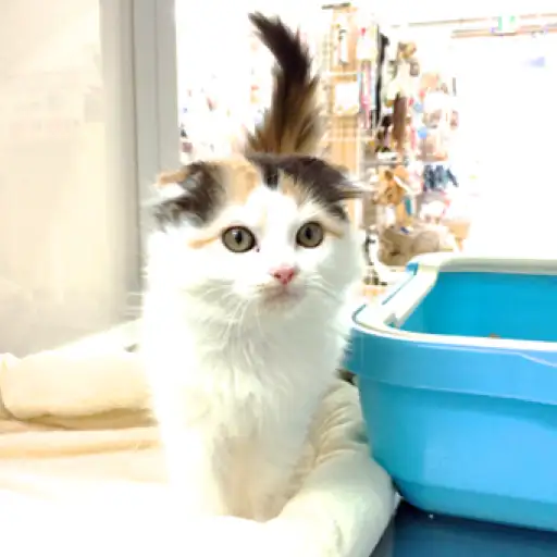 スコティッシュフォールド