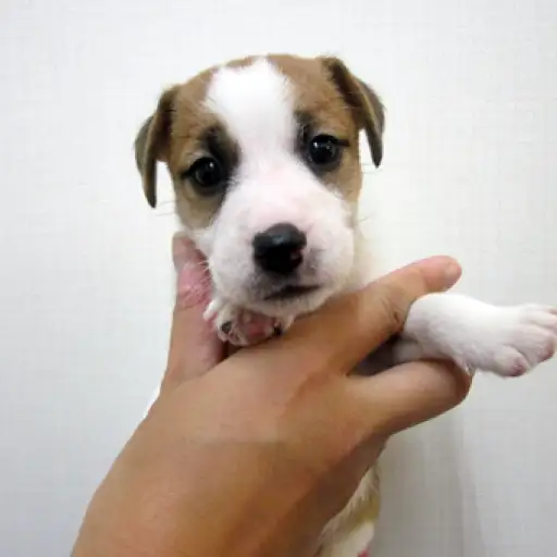 ジャックラッセルテリア