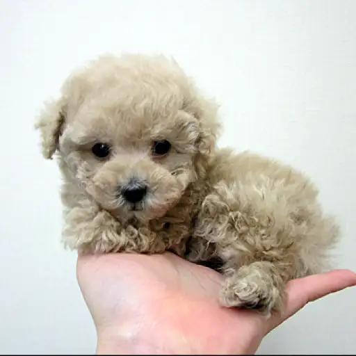 トイ・プードル