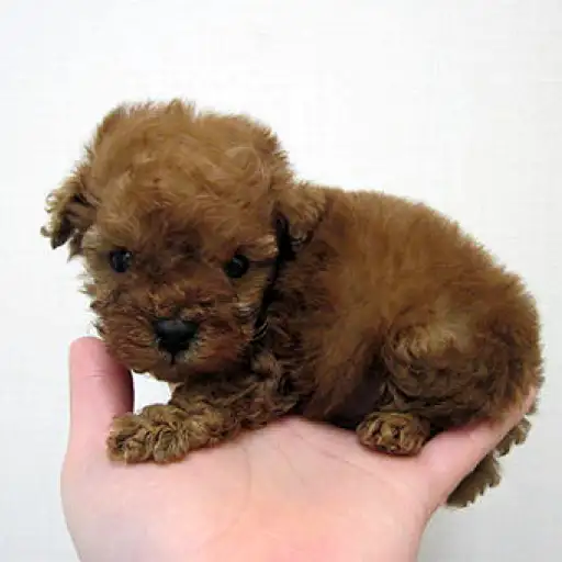 トイ・プードル