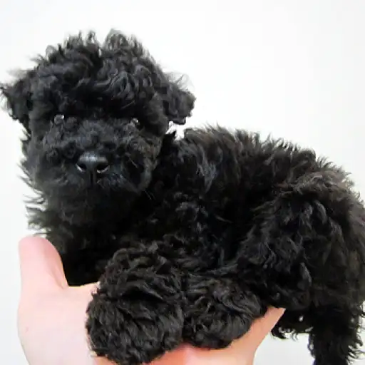 トイ・プードル