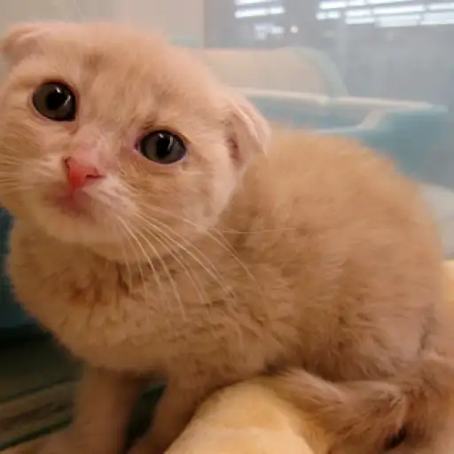 スコティッシュフォールド