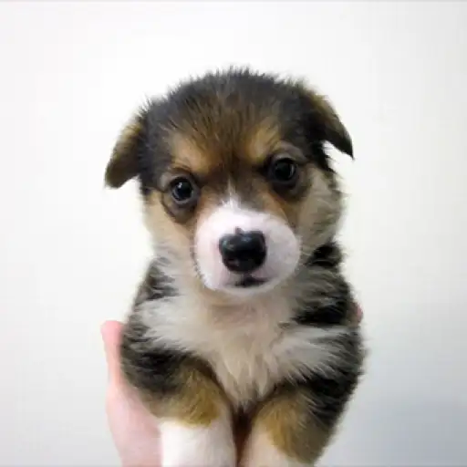 ウェルシュコーギーペンブローク