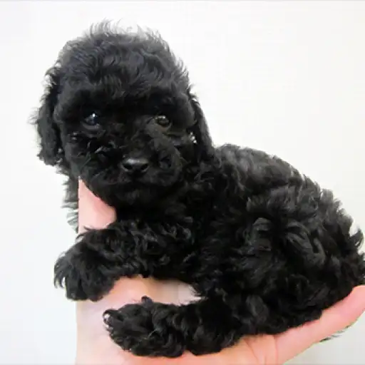 トイ・プードル