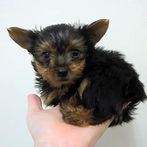 ヨークシャーテリア