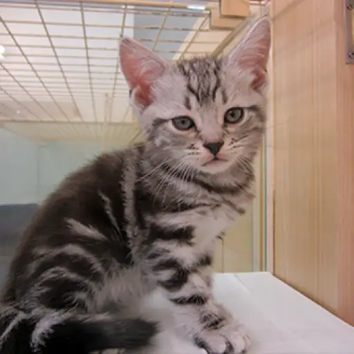 アメリカンショートヘア