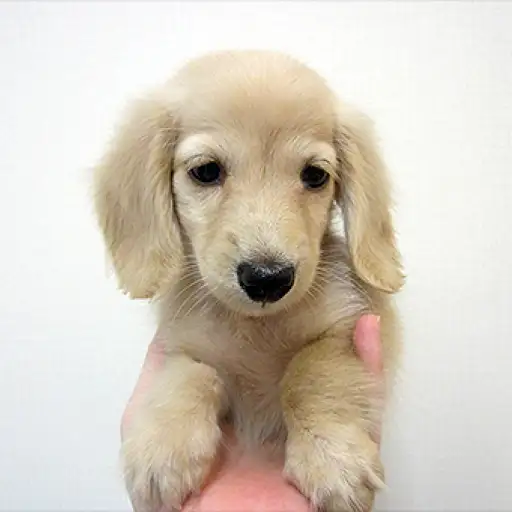 ミニチュア・ダックスフント