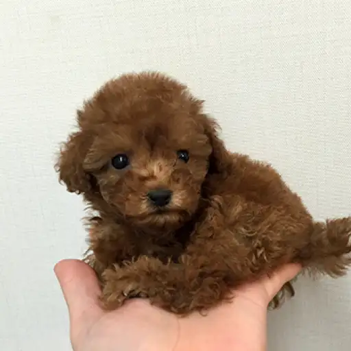 トイ・プードル