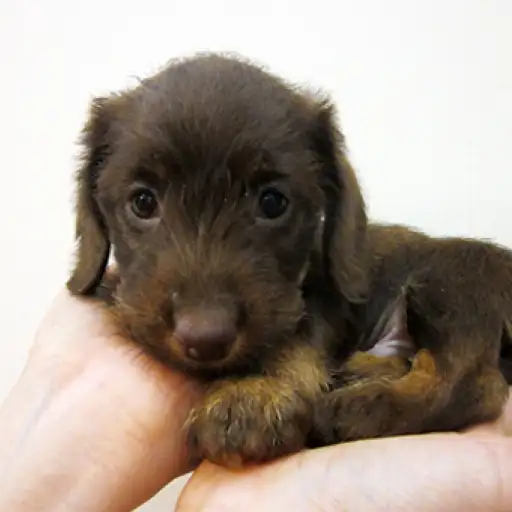 カニンヘン・ダックスフント