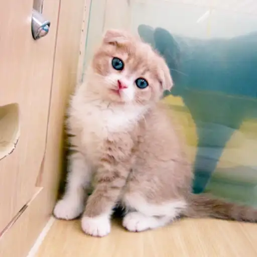 スコティッシュフォールド