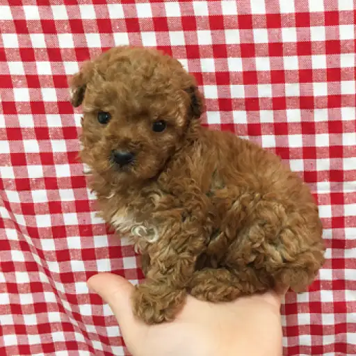 トイ・プードル