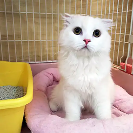 スコティッシュフォールド