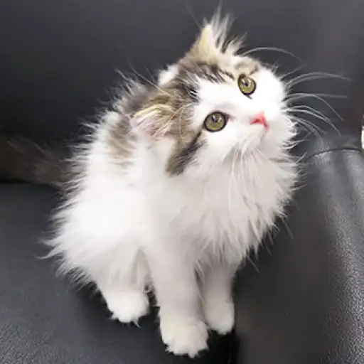 スコティッシュフォールド