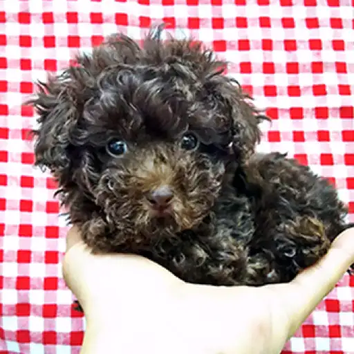 トイ・プードル