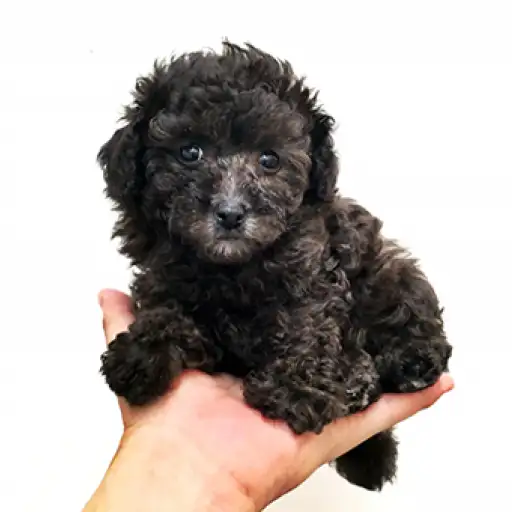 トイ・プードル