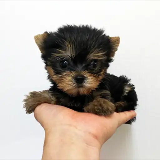 ヨークシャーテリア