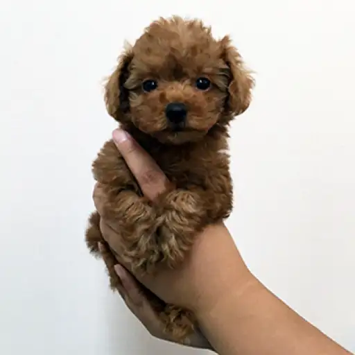 トイ・プードル