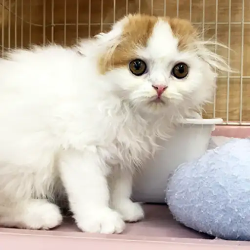 スコティッシュフォールド