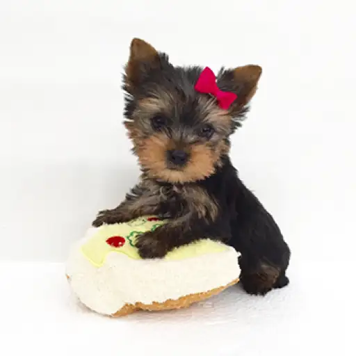 ヨークシャーテリア