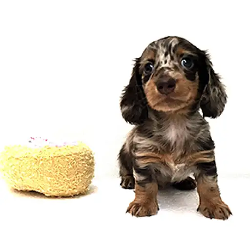 ミニチュア・ダックスフント