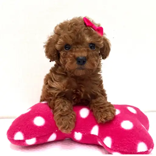 トイ・プードル