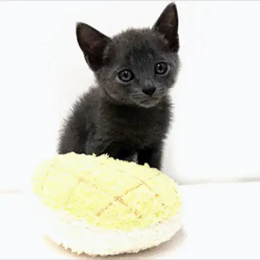 ロシアンブルー