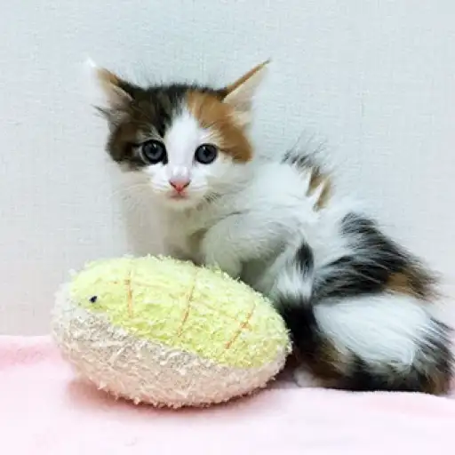 ノルウェージャンフォレストキャット