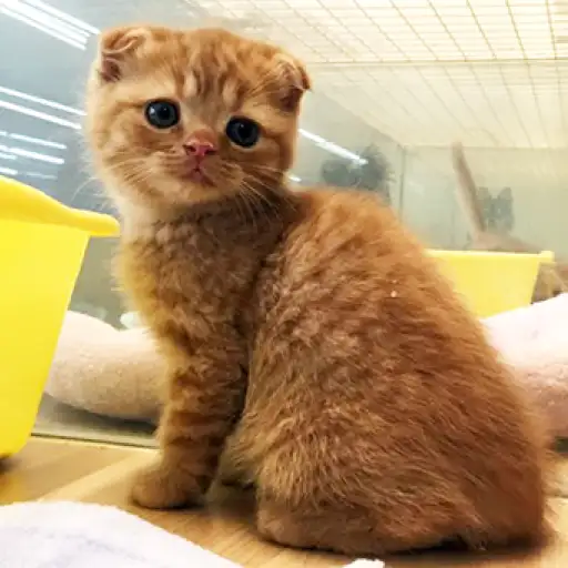 スコティッシュフォールド