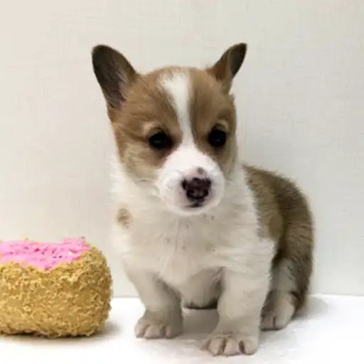 ウェルシュコーギーペンブローク