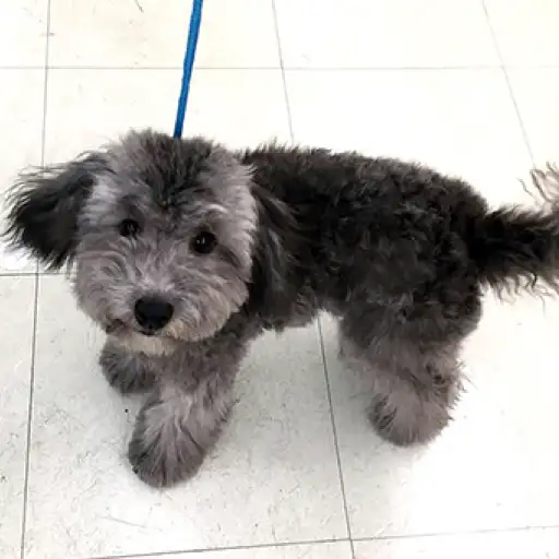 トイ・プードル