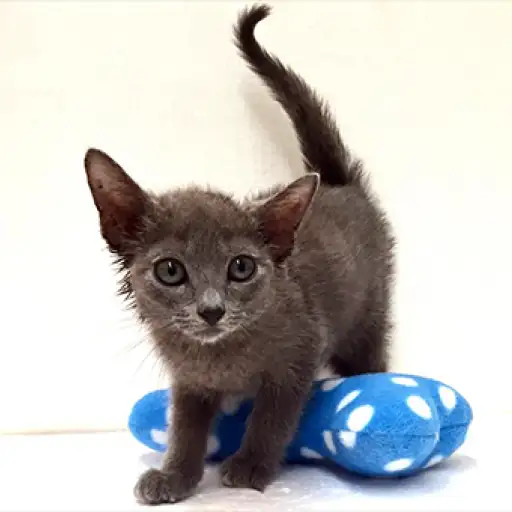 ロシアンブルー