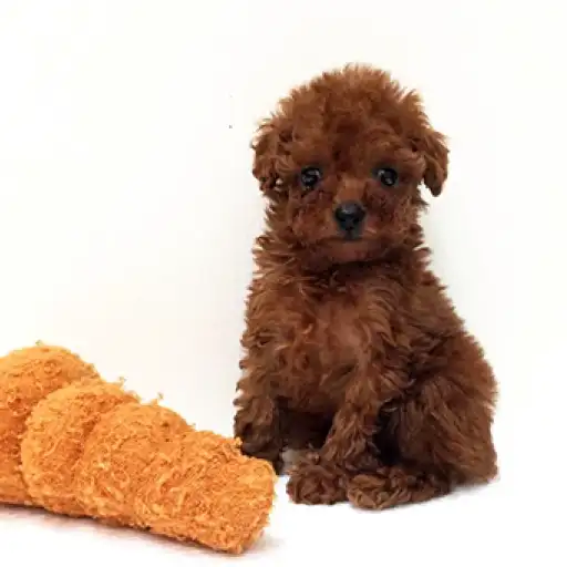 トイ・プードル