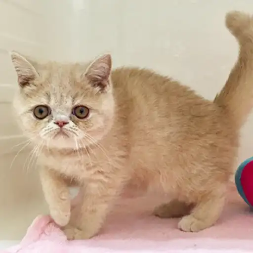 エキゾチックショートヘア