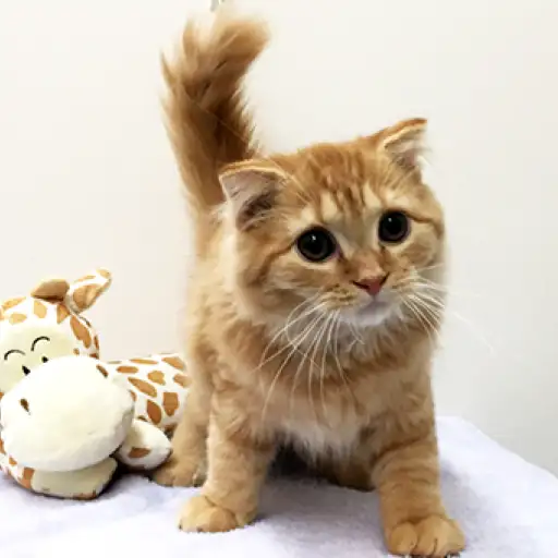 スコティッシュフォールド