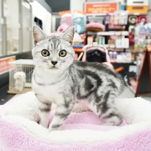 アメリカンショートヘア