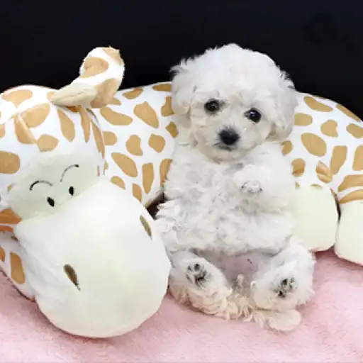 トイ・プードル