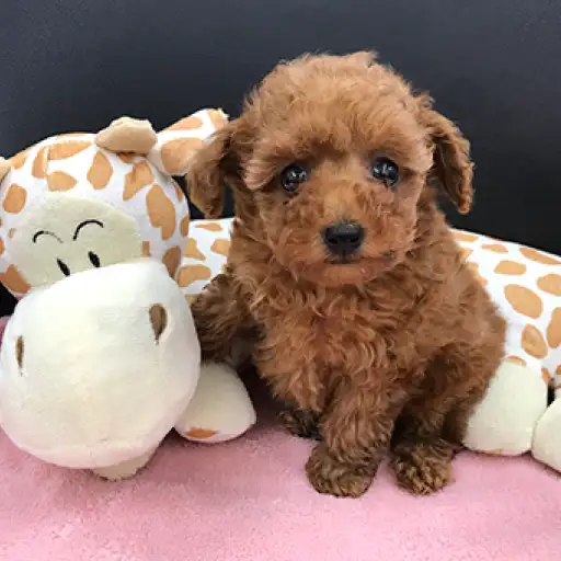 トイ・プードル