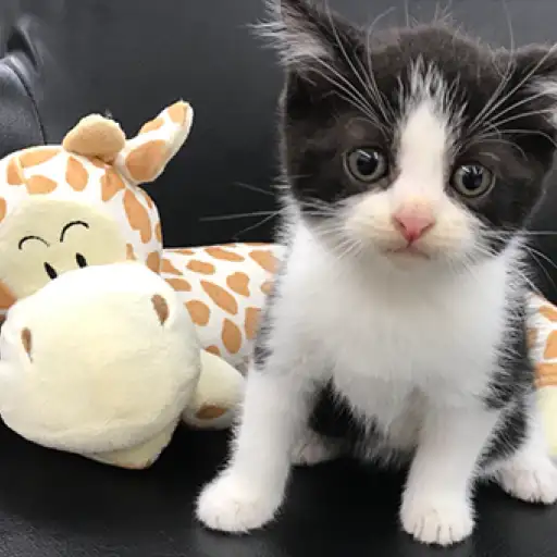 スコティッシュフォールド