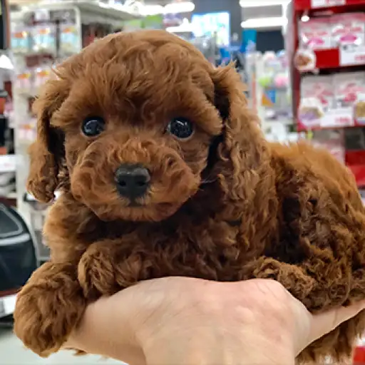 トイ・プードル