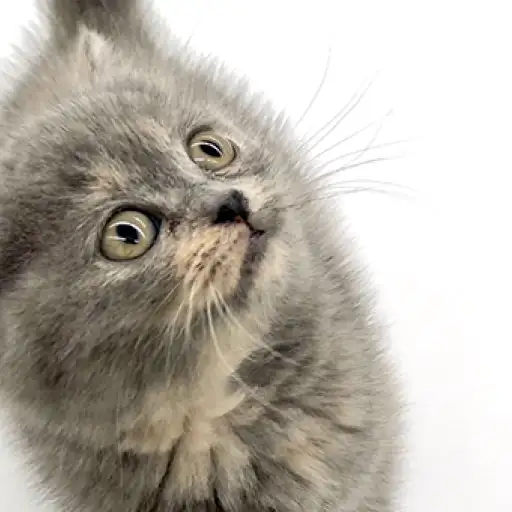 ブリティッシュショートヘア