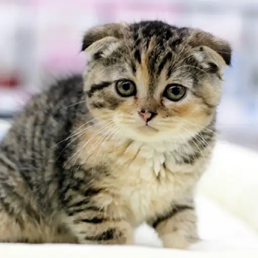 スコティッシュフォールド