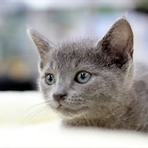 ロシアンブルー