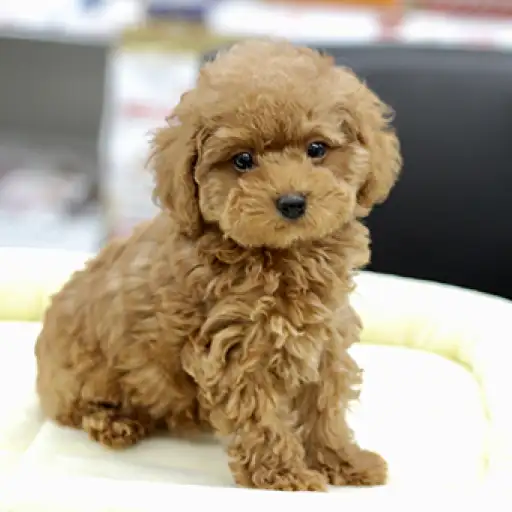 トイ・プードル