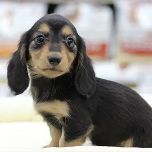 ミニチュア・ダックスフント